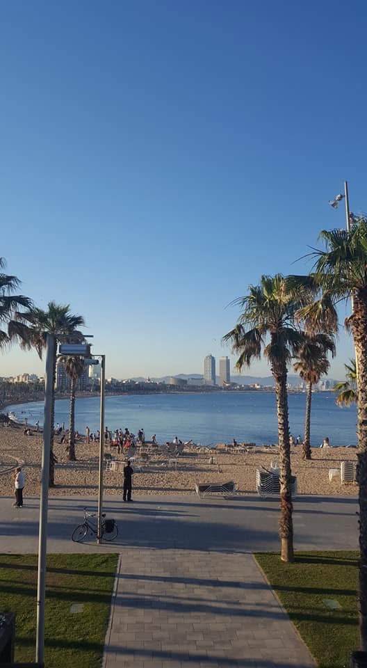 Palm trees along a Barcelona beach